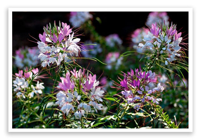 Cleome Hassleriana Seeds (Spider Flower  Queen Mix - Reseeding Annual)