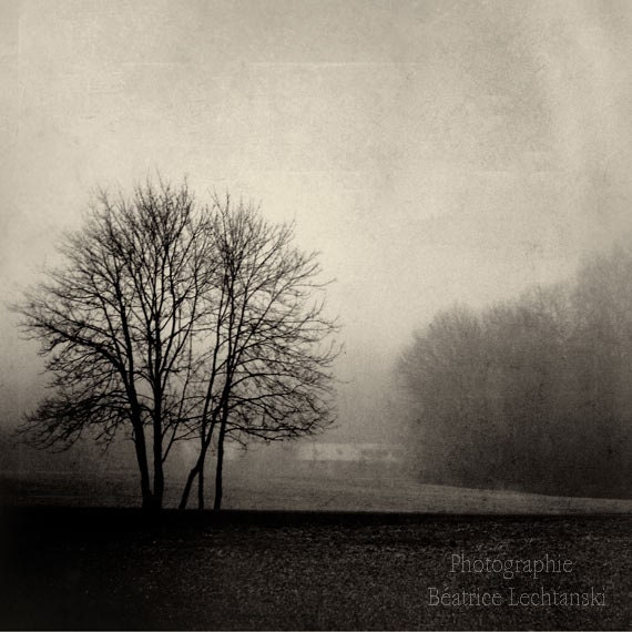 Nature photography. Black and white photograph. Trees. Landscape. Fog. Fine art photography print. 8x8 (20x 20cm)