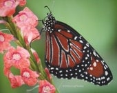 Monarch Butterfly Fine Art Photograph Print Glossy OOAK
