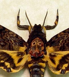Acherontia lachesis Male Death's Head Moth Real Framed 8112