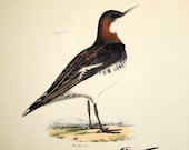 1844 Antique Hand Coloured Lithograph of Birds. Hyperborean Lobefoot