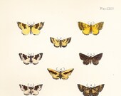 Antique Moth Print Plate XXXIII .  elm moth, fern moth, large twin spot . original woodblock plate dated 1896