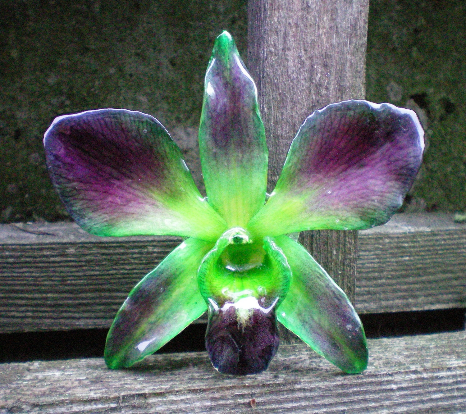 REAL Natural Bold Magenta Purple and Green ORCHID Pin and Pendant