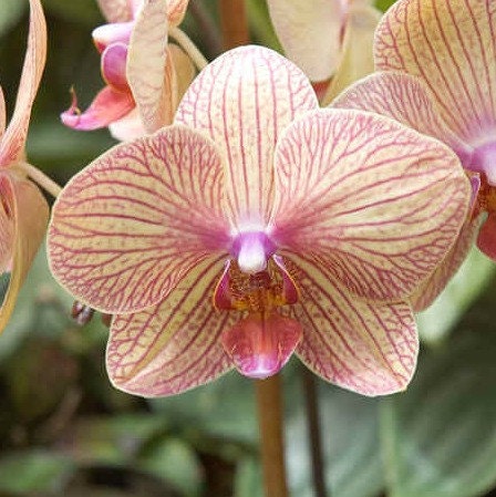 Organic Orchids Perfume Made With Essential Oils 1.5 ml. Roll on Bottle