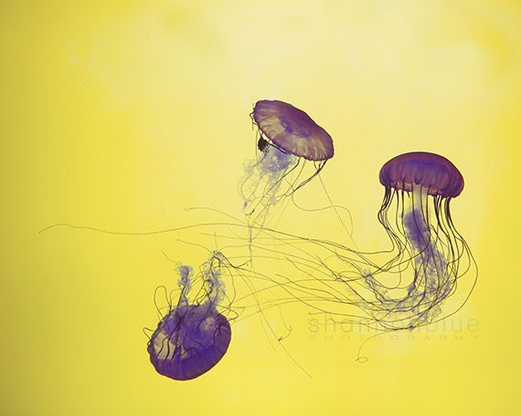 jellyfish aquarium nature photograph / yellow, purple, violet, swim, fish, animal / grape jellies / 8x10 fine art photo