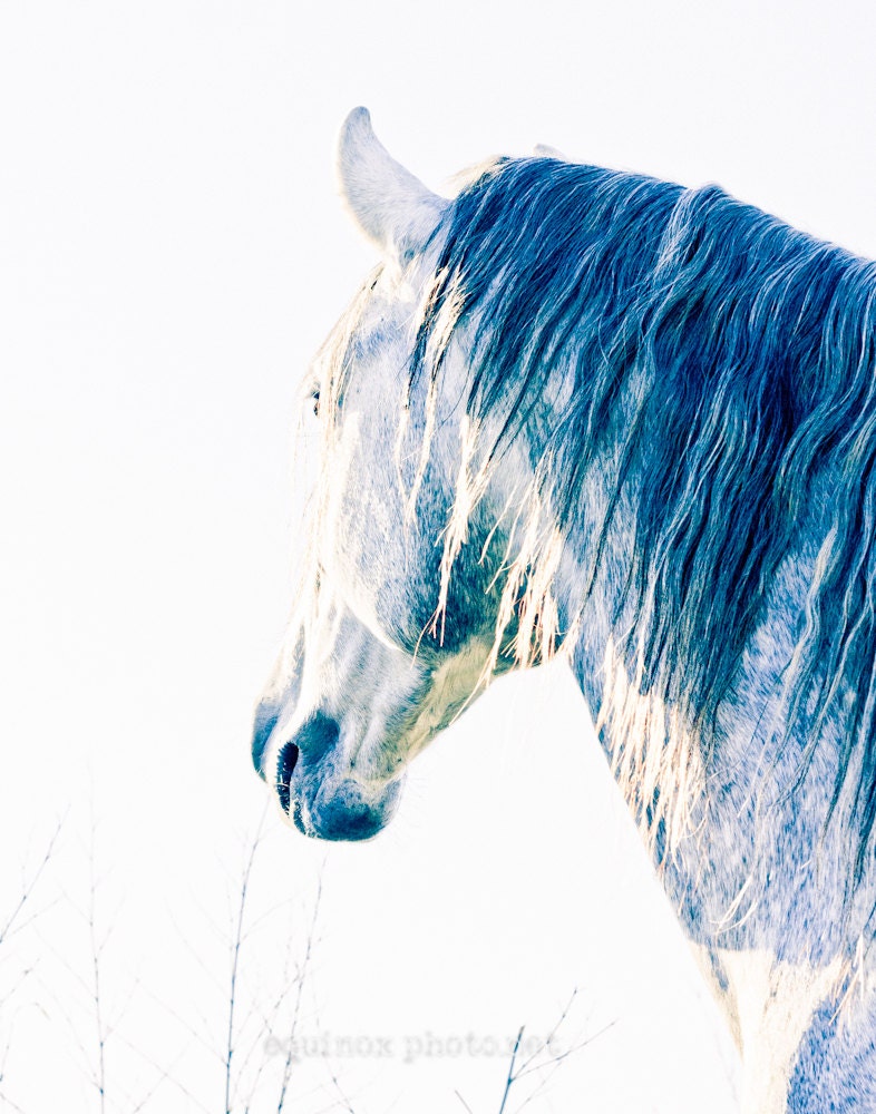 11x14 fine art metallic horse photograph   Winter' s dream