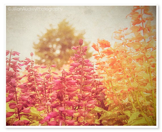 Flower Photography / Nature Photography / Tangerine purple / floral / Spring decor / landscape photography / 8x10 / Garden / rustic decor