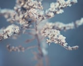 35% off SALE Winter frost photography light blue white ice cold dead plant december snow brown tan under 25 photo photograph fine art print