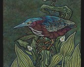 MN. Series:  Green Heron, Widow Skimmer Dragonfly, Water Arum, Arrow Arum