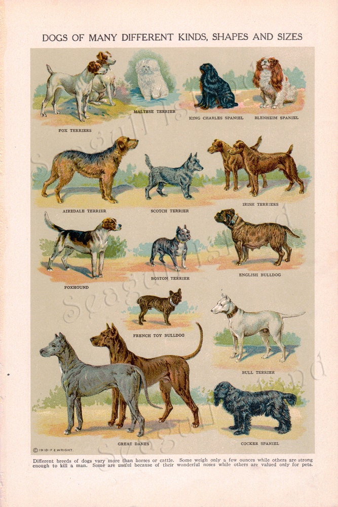 Dogs of Many Kinds, Shapes and Sizes- Vintage 1920s Children's Book Plate