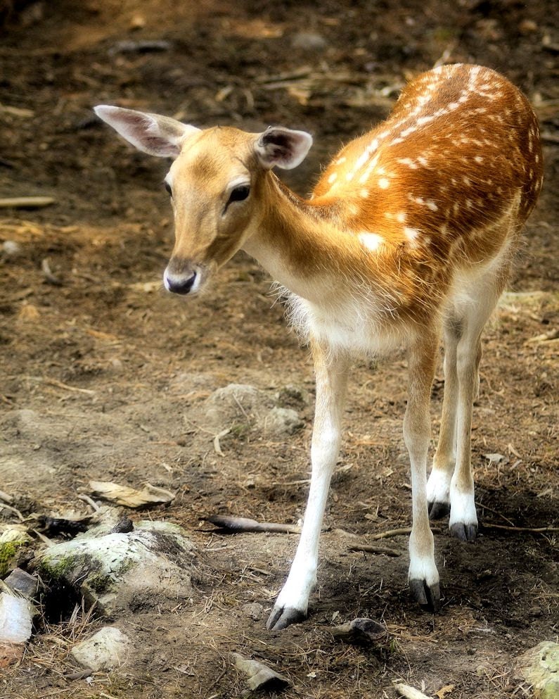 Animal portrait, forest, woodland, nature, fawn, brown, white, animal, bambi, woods, cute, nursery decor - Baby Deer 8 x 10