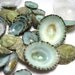 Seashells for Beach Decor - Nautical Decor, Beach Wedding, or Craft Limpet Shells - 12pc Aqua