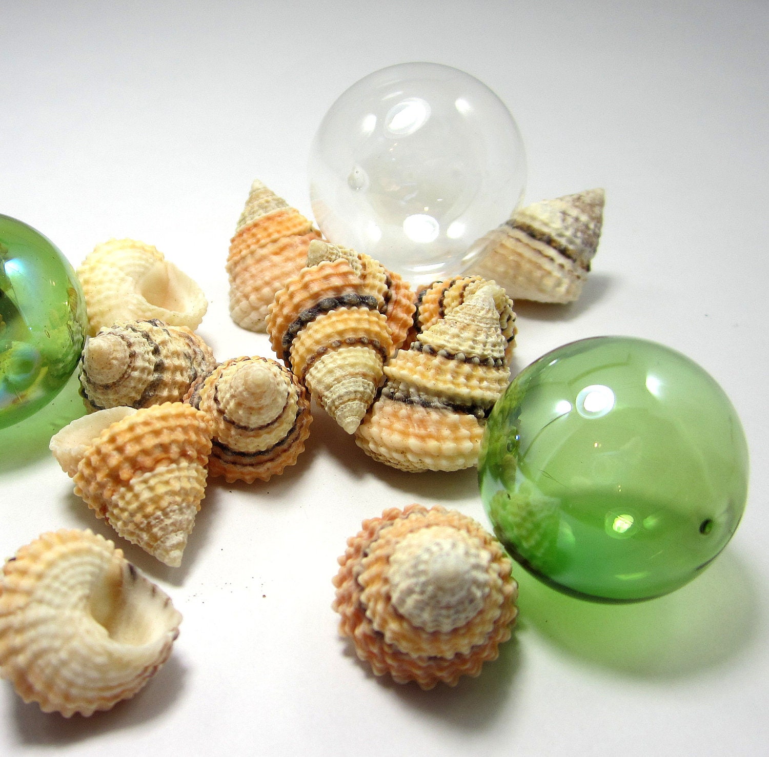 Shells for Beach Decor - Nautical Decor or Craft Candy Snail Seashells - 12pc, Brown & Orange