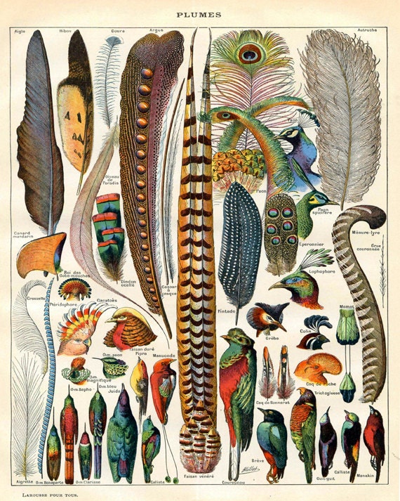 Bird Feather Art Print - Natural History Antique Illustration - Woodland Forest Art - Scientific Illustration Vintage Print