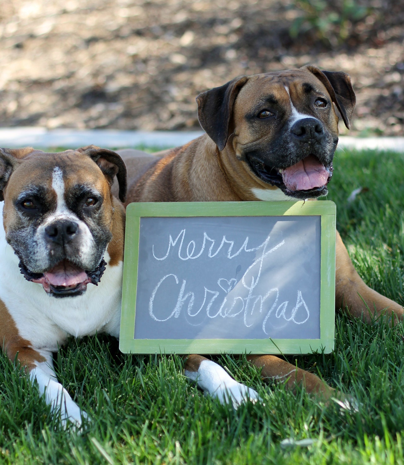 Chalkboard Photo Prop Dog Pet Photos Rustic Christmas Sign
