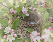 Bird Nest Photo - Apple Blossoms and Robin's Eggs, Whimsical Nursery Home Decor, Romantic  Wall Art