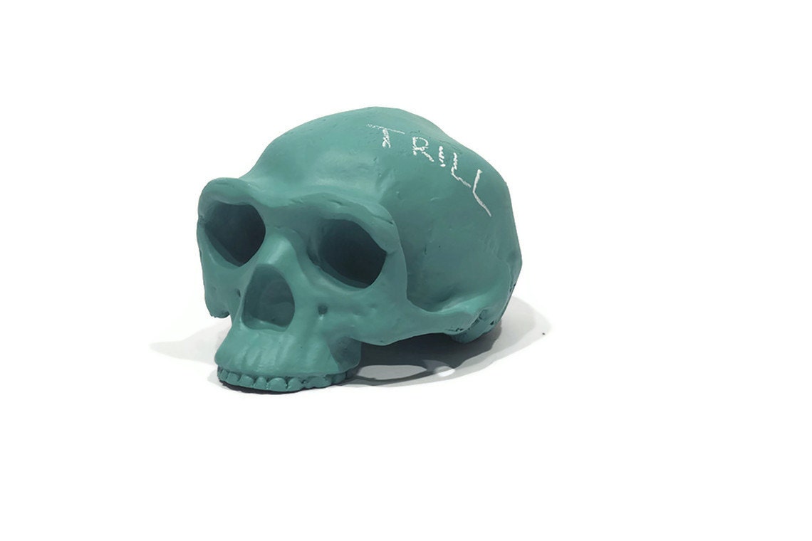 Homo erectus chalkboard skull