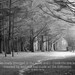 Two Roads Diverged In A Wood, Half Moon Bay, Moss Beach, Coastal Grove, California - 8x10 - Signed Fine Art Photograph- Kimberly Kling