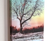 Winter Star Tree...16x20 gallery wrap canvas / fine art giclee print/ nature photograph