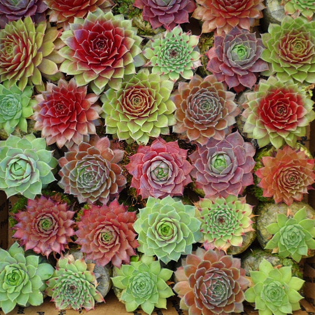 Rock your PaRTy with 100 of Succulent Rossettes Plants