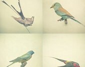 Bird Study - Bird photography, nature art, rustic decor, duck egg blue and burnt orange decor, fall decor - Set of Four 5x5" Prints