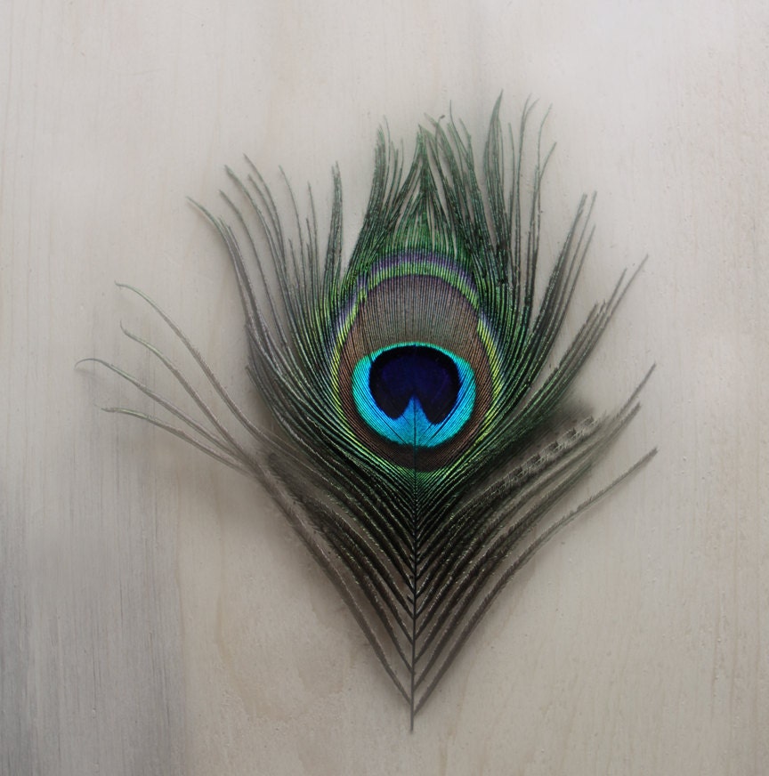 Peacock  Feather Art Metallic Photography Home Decor 10x10  Archival Photograph