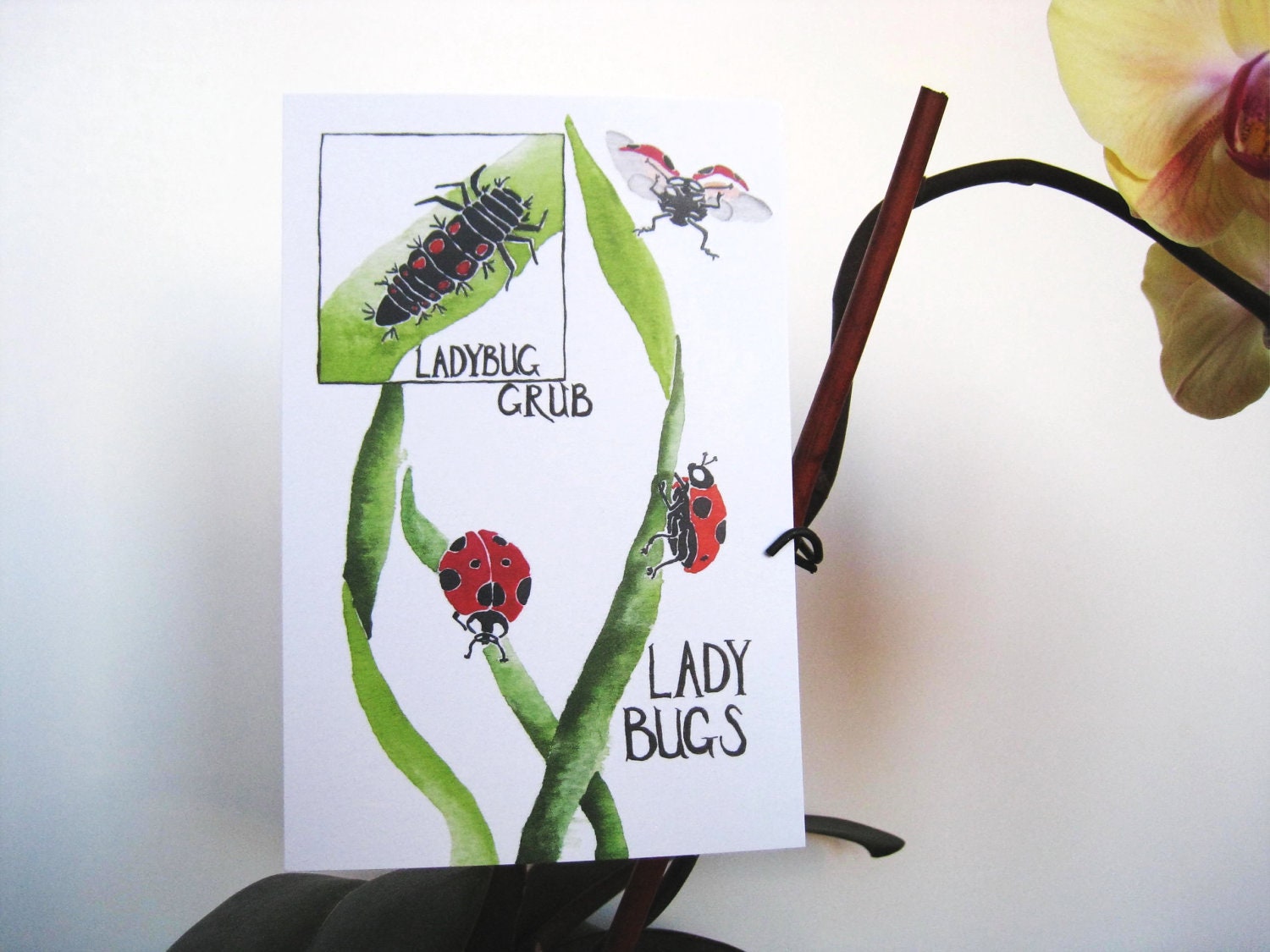 A baby ladybug is called a grub---Three Ladybug Postcards, poem on back, 4 in x 6 in, silky smooth cardstock