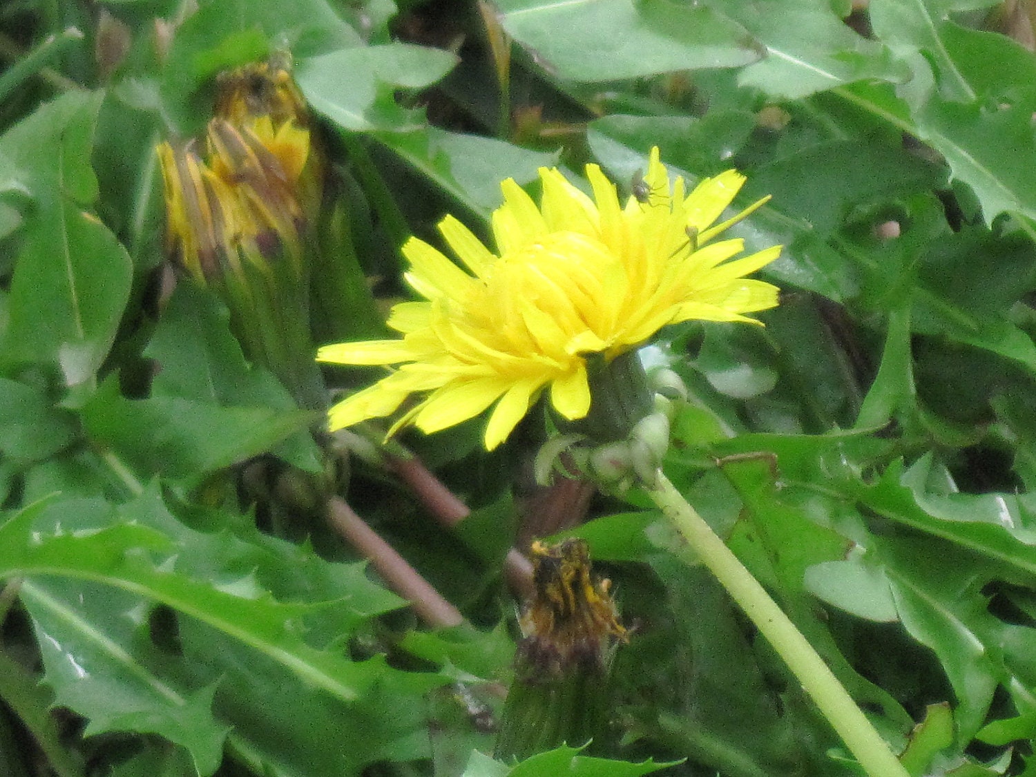 YELLOW DANDELION  Moisturizing Shower Gel  Natural Blendings Most Popular Product  8 Oz Bottle Custom Fragrance Made to Order