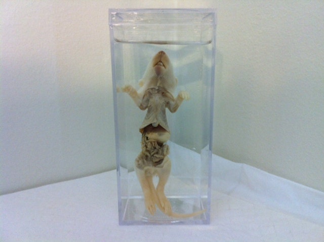 Dissected Baby Rat Wet Specimen, Preserved Specimen