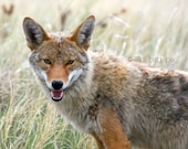 Laughing Coyote - Nature Wildlife - 8 x 10 Fine Art Print