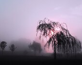 Weeping Willow Tree nature scene surreal Ohio landscape sunrise photography silhouetted trees blush pink dawn fog 10 x 8 print