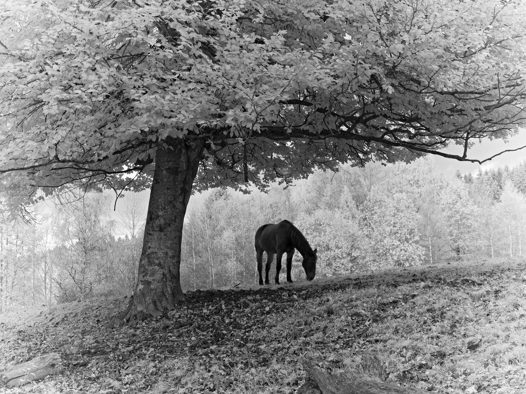 Lonely Horse - Infrared - Art Photograph - Single Tree - Single Horse - Leaves - Scenery - Landscape - Animals - Country side - Oslo, Norway