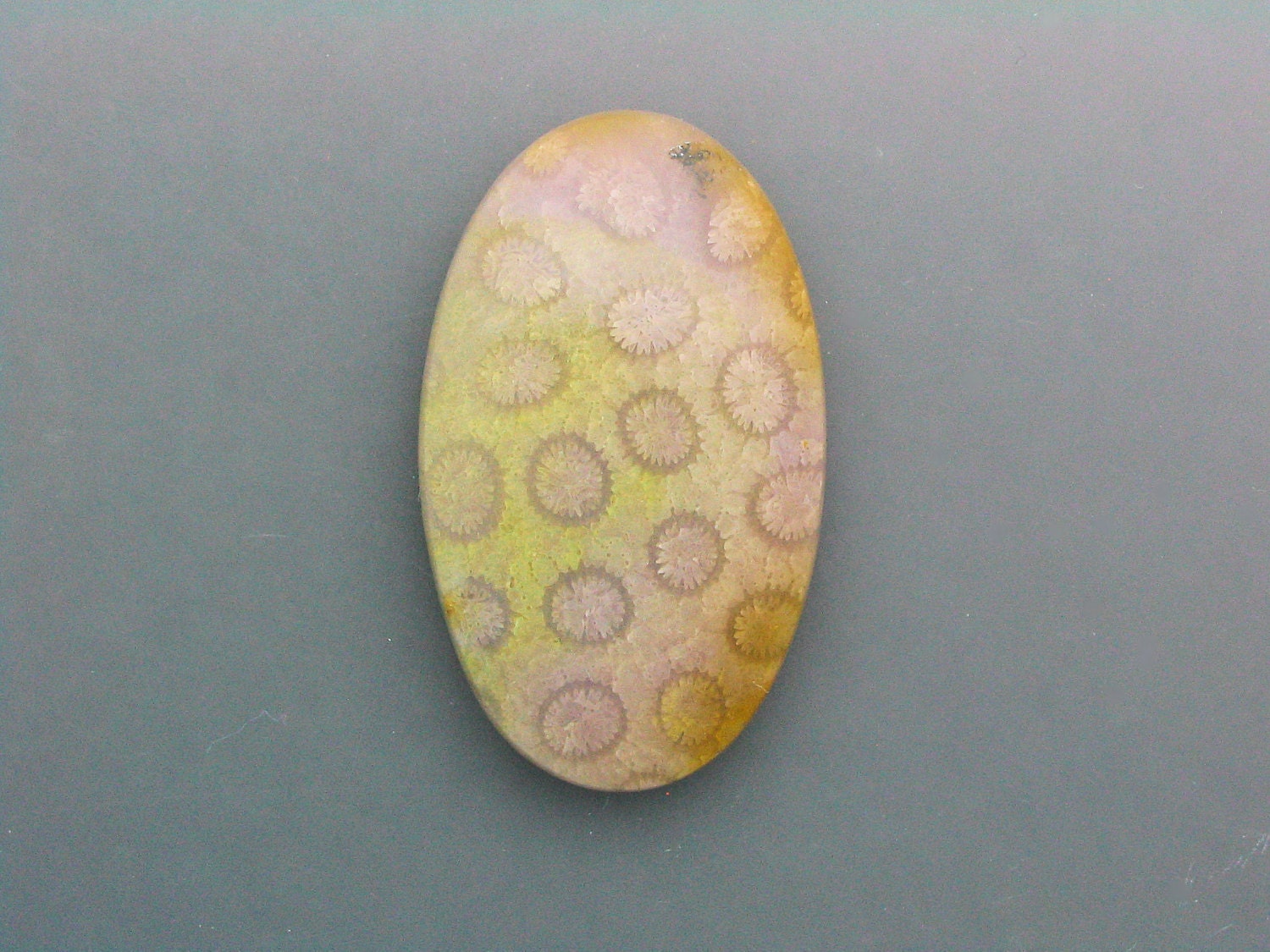 Agatized Coral Cabochon