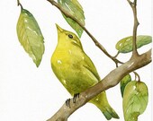 Bird Luì Green -  Art Print, Limited Edition - Original Watercolor Painting by Lorisworld
