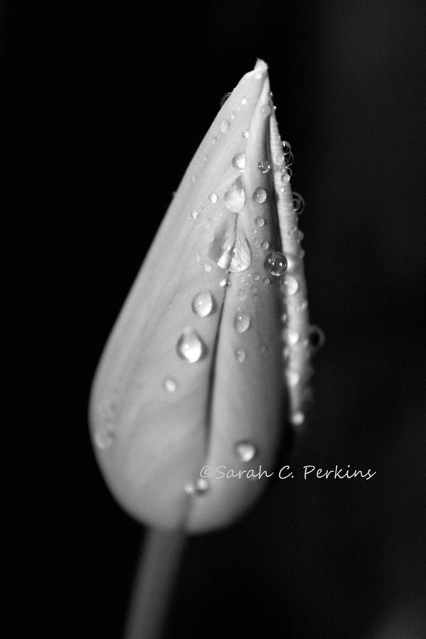 Black & White Tulip Photography Wet Petals Rain Fine Photography print 11x14 Summer Blooms Close Up/Macro Water Drops Living Room Wall Art