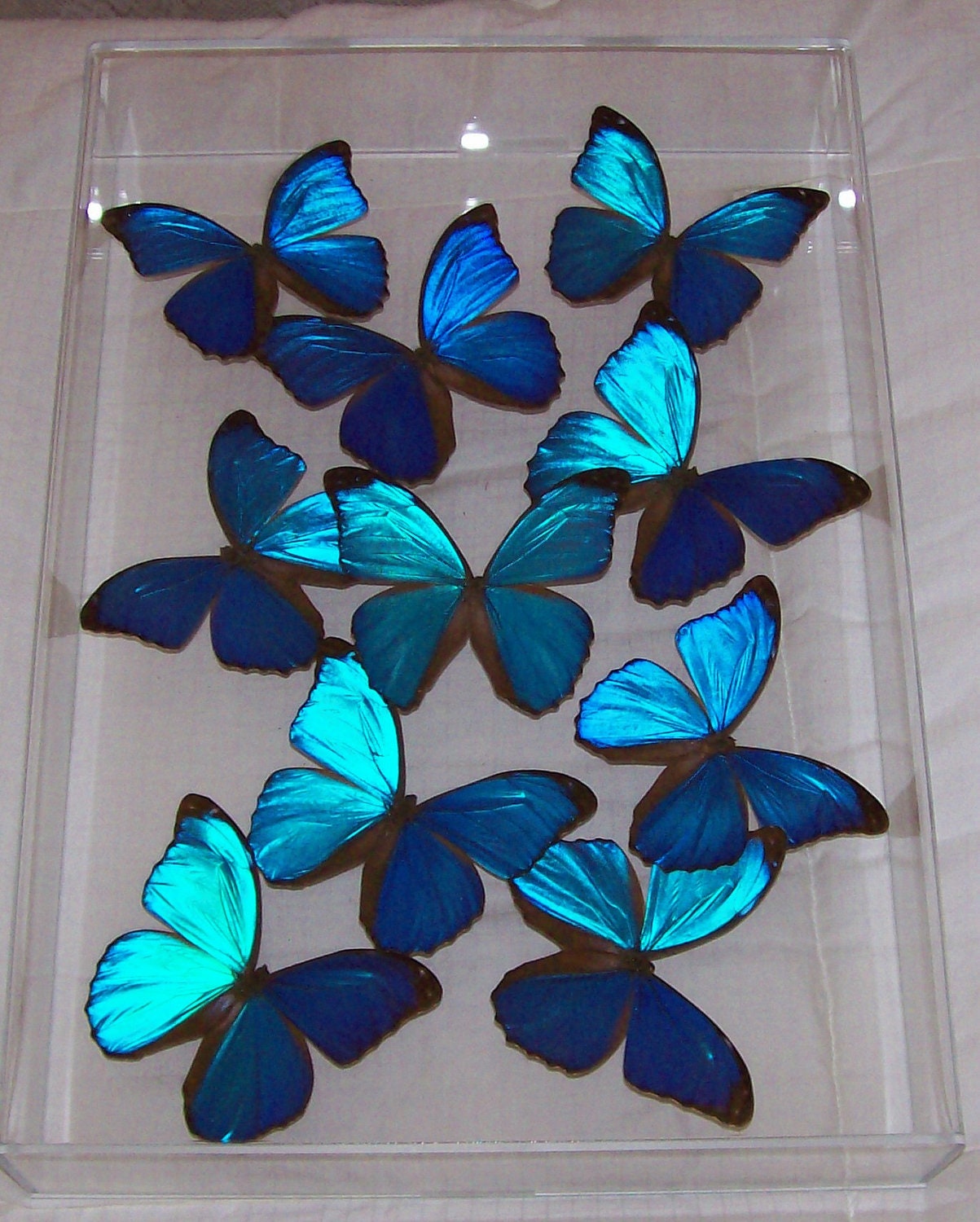 Real Stunning Swarm of Iridescent Blue Morpho Butterflies