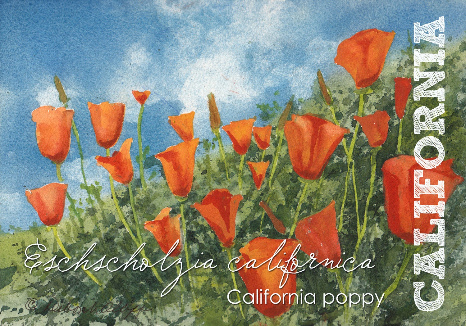 California Poppy Painting
