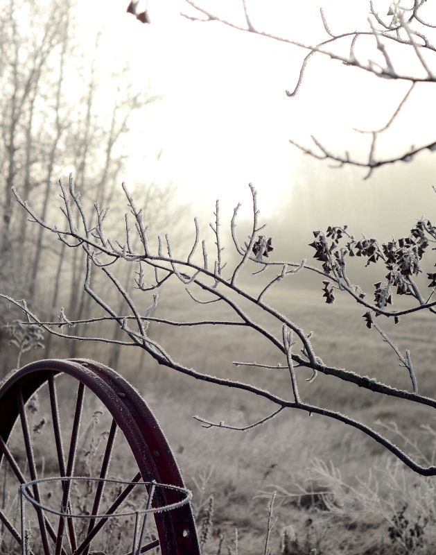 FREE SHIPPING -- Frosty Morning 11x14 Fine Art Photo Print