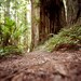 Forest Photograph, Forest Home Decor, Redwoods, Trees, Nature Walk, Cabin Decor, Norhtern California Photograph, 8x10