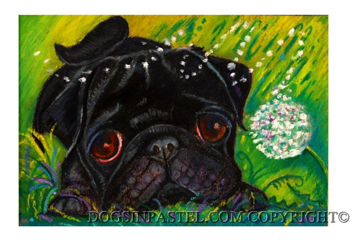 Black Pug painting art  Pug and Dandelion - ORIGINAL Dog oil pastel painting animal