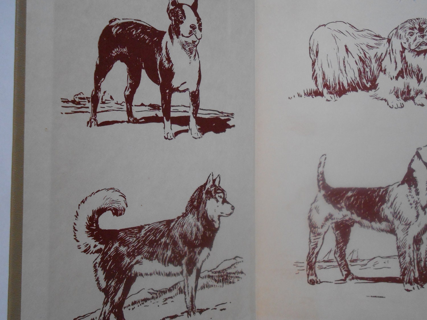 The Real Book About Dogs, a Vintage Children's Book