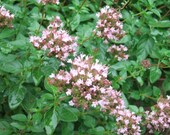 SALE SALE SALE Greek Oregano Seed  "Origanum vulgare" Organic Home Grown Culinary Herb