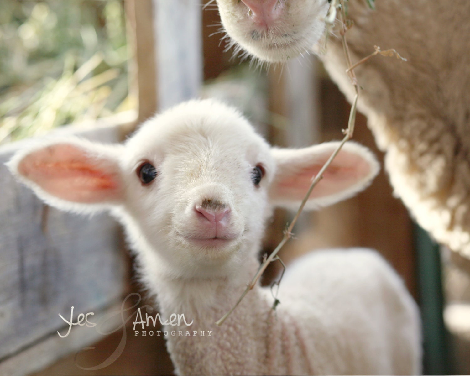 promise  - fine lamb cards (and so farm fresh)