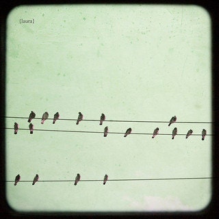 Birds On A Wire Photograph, Aviary Photography, Dreamy Vintage Inspired, Home Decor, Mint Green and Black,  Fine Art Photography 8x8