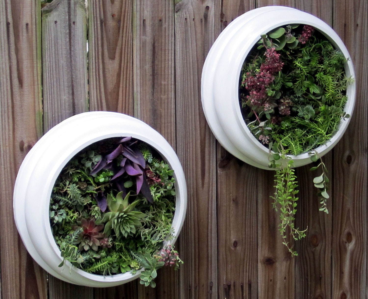 Upcycled and Elegant Round Living Wall Succulent Planters