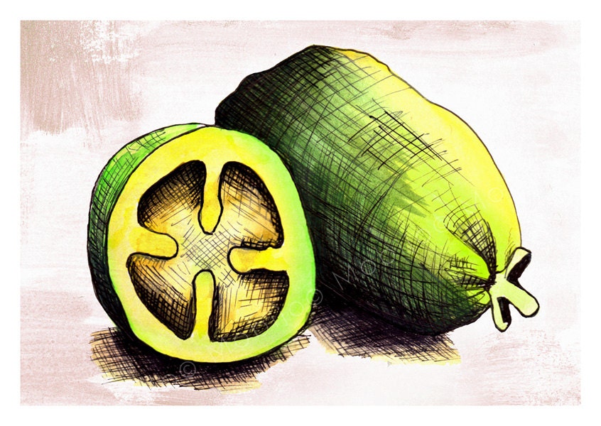 Feijoa illustration postcard-with envelope-print from original ink and watercolor illustration