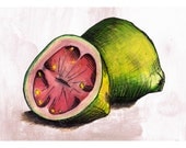Guava illustration postcard-with envelope-print from original ink and watercolor illustration