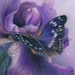 Lesser Purple Emperor butterfly on a violet Iris flower - Art Reproduction (Print) - PURPLE in "Camouflage (Secondary Colors)" Series