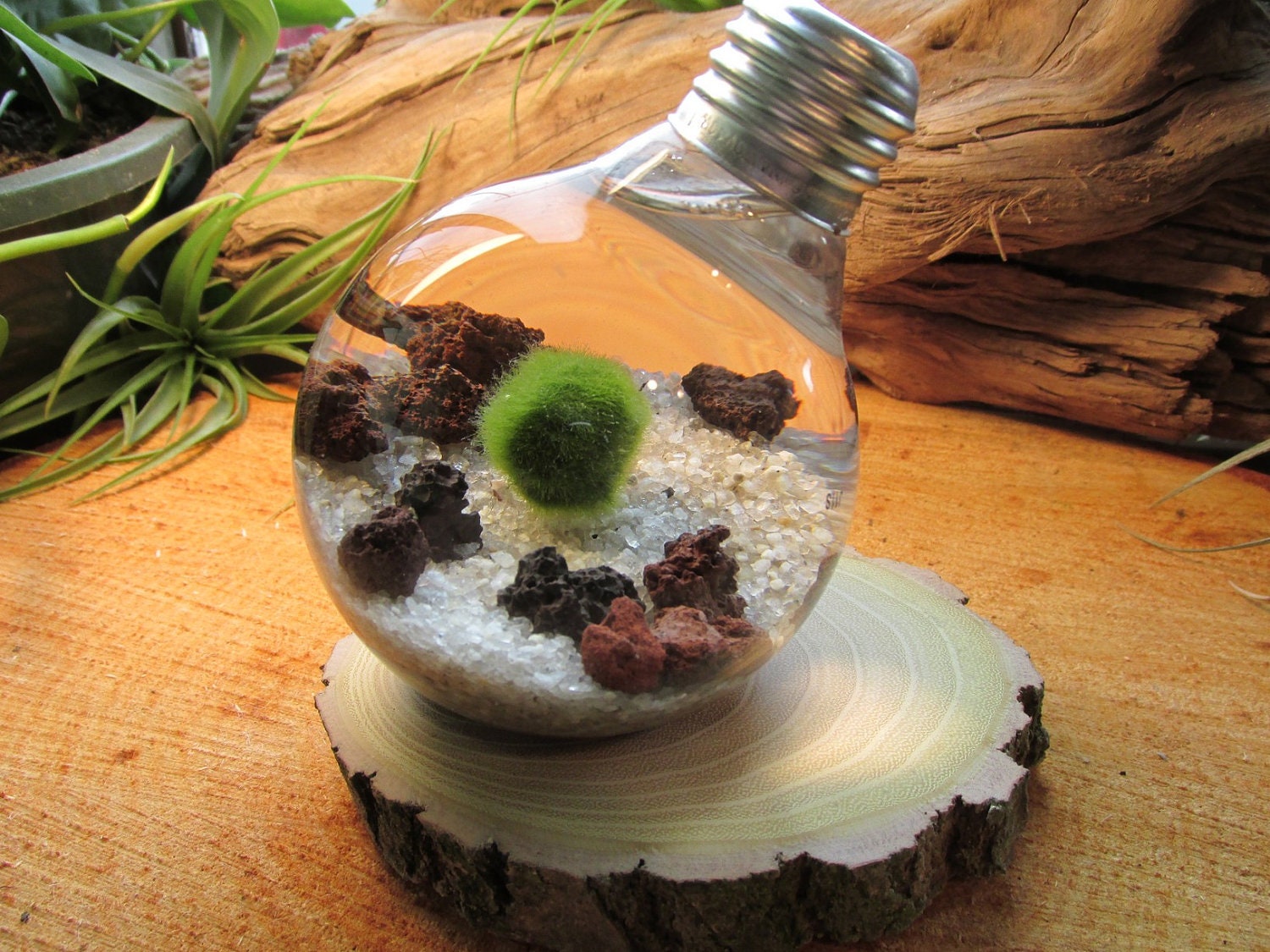 Marimo - Reclaimed Light Bulb Aquarium with Living Moss Ball