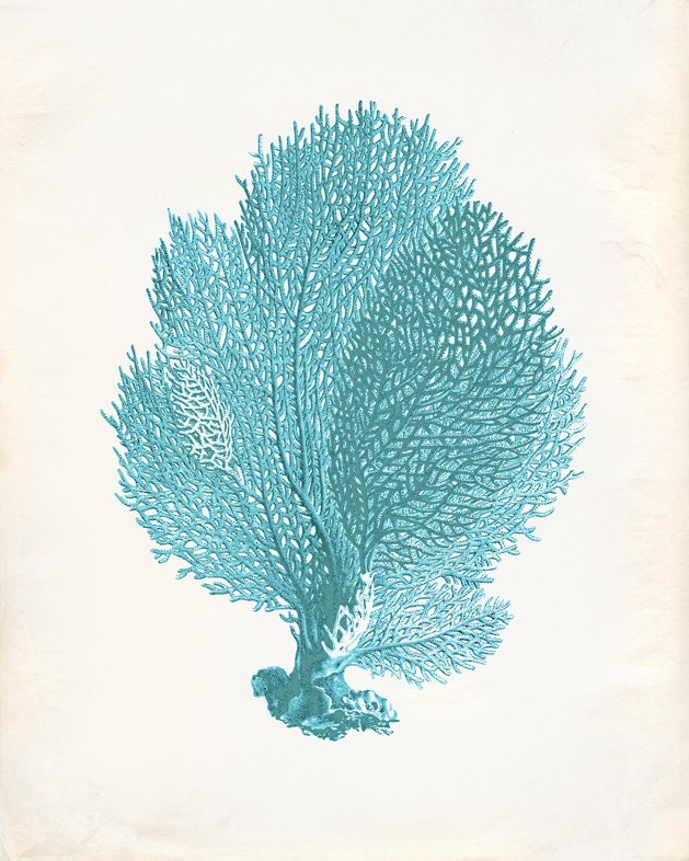 Vintage Sea Fan Coral Print 8x10 P200 - OrangeTail